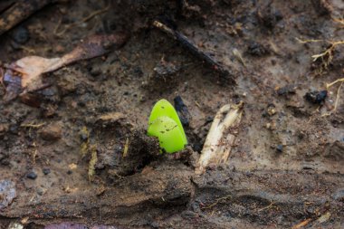 Genç Hippeastrum Johnsonii.