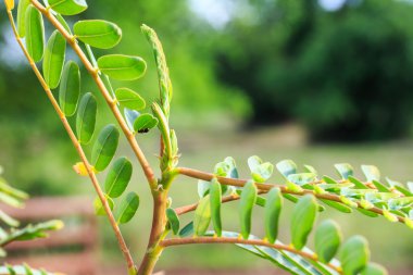 Tıbbi özellikleri ile Tay yerel sebze olarak Agasta. 