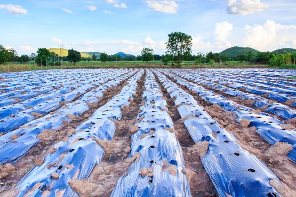 Piantagione nel film plastico di pacciamatura (pacciamatura ). — Foto Stock