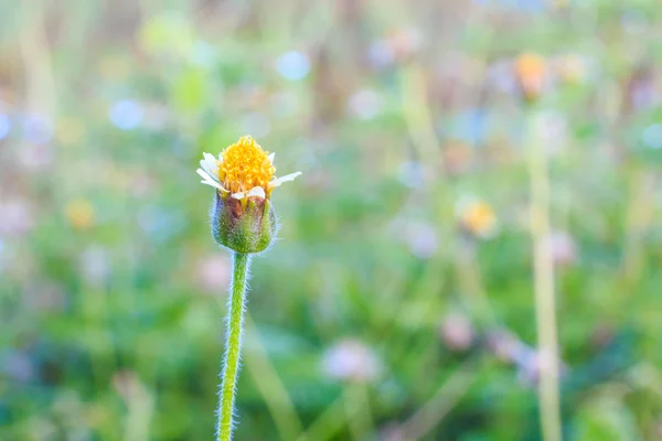 Enfoque suave de la flor de margarita mexicana . — Foto de Stock