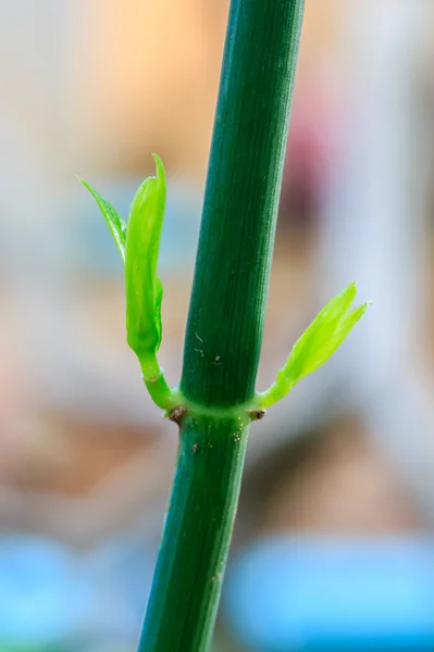 Clinacanthus Vogelmelk (Burm.f.) Lindau. — Stockfoto
