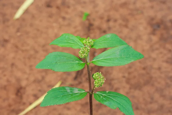 Escarcha de jardín (Euphorbia hirta L.) Antibióticos tradicionales tailandeses . — Foto de Stock