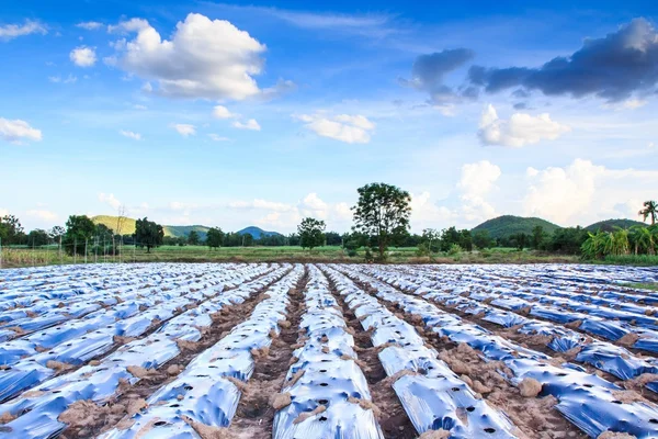 Piantagione nel film plastico di pacciamatura (pacciamatura ). — Foto Stock