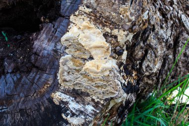 Mantar ile eski güdük.