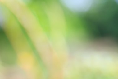 Güneşli soyut yeşil doğa arka planı, seçici odak.