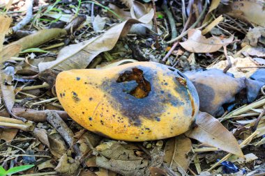 Çürük Mango meyve zeminde.