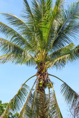 Hindistan cevizi ağacı.