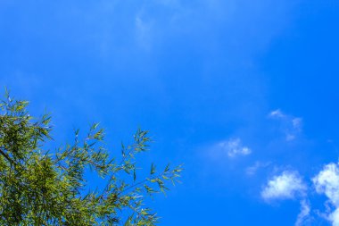 Mavi gökyüzü üzerinde taze bambu.