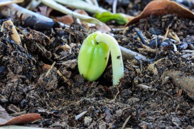 tarımcı için kee yetiştirerek demirhindi tohumu Filiz