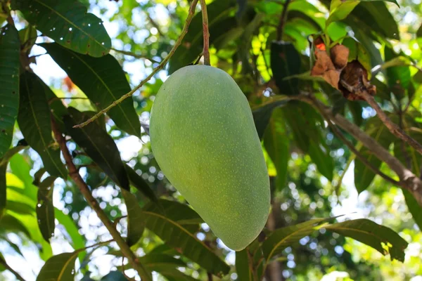 Zielone mango na drzewie. — Zdjęcie stockowe