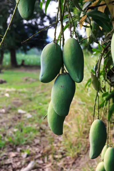 Zielone mango na drzewie. — Zdjęcie stockowe