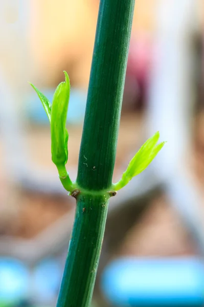 金银花坚果 (缅甸)林道. — 图库照片