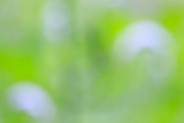 Sunny Abstract Green Nature Background, Selective Focus. — Stock Photo, Image