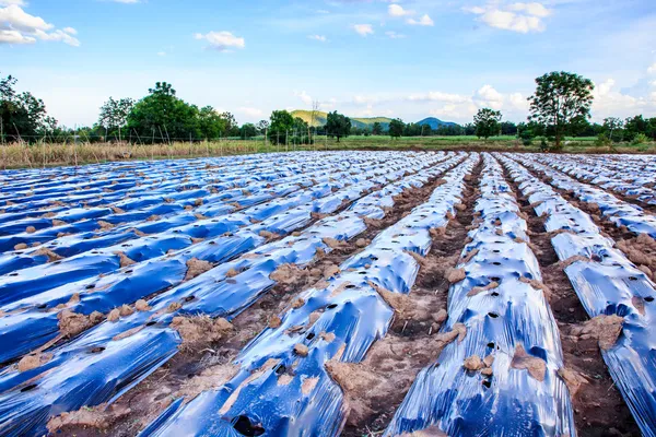 Piantagione nel film plastico di pacciamatura (pacciamatura ). — Foto Stock