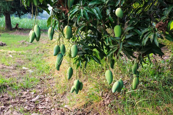 Mango verde en el árbol. —  Fotos de Stock