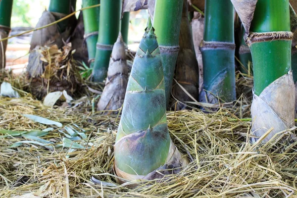 Brote de bambú en la selva tropical . Imagen De Stock