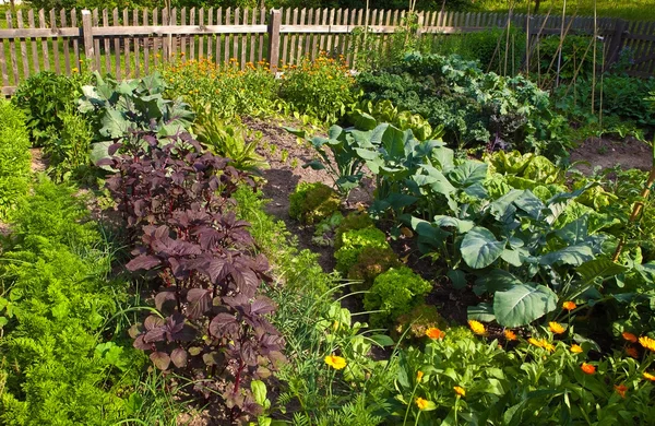 Vegetable garden — Stock Photo, Image