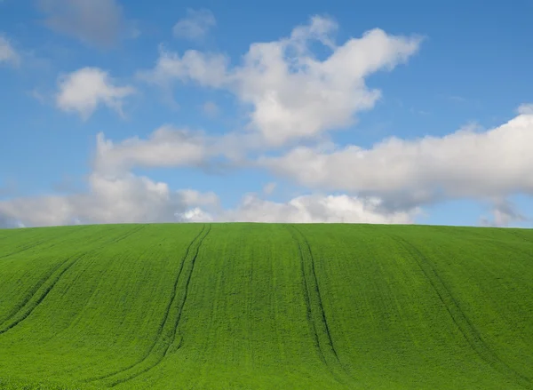 Field — Stock Photo, Image