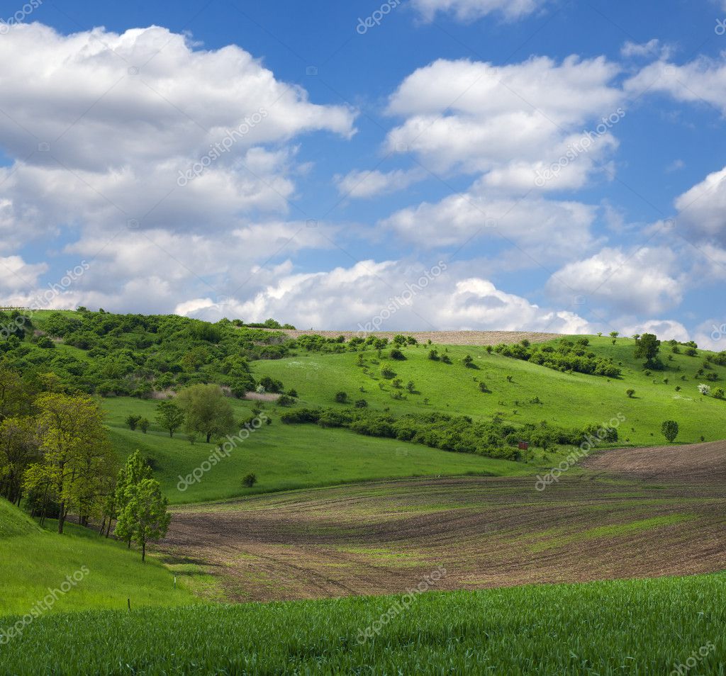 zmijak