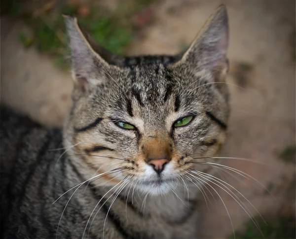 Tabby cat — Stock Photo, Image