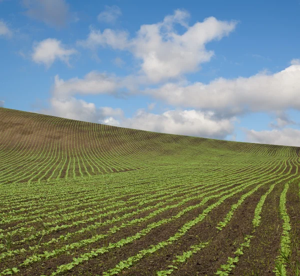 Campo 5 — Fotografia de Stock