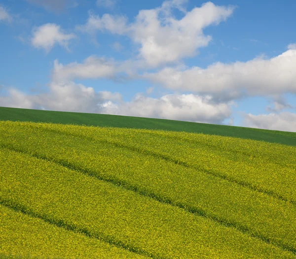 Campo 7 — Fotografia de Stock