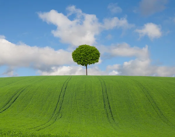 Field and tree — Stock Photo, Image
