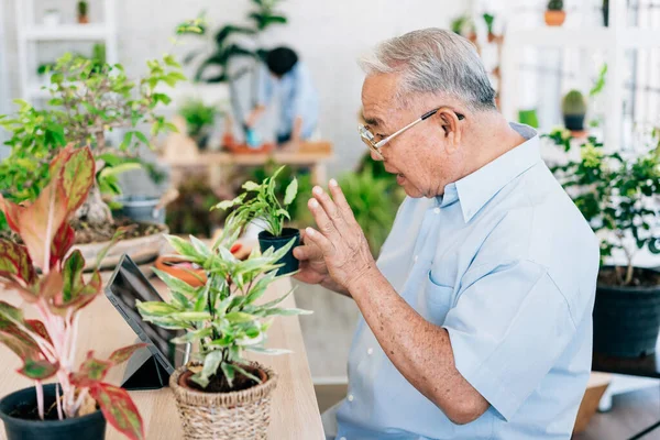 Avô Aposentadoria Asiática Vivem Tablet Para Vender Plantas Goste Cuidar — Fotografia de Stock