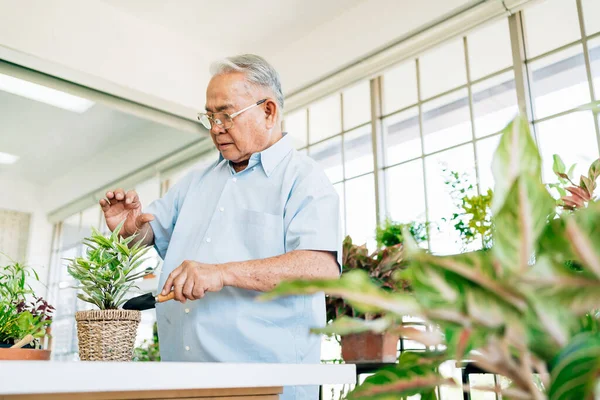 Asian retired grandfathers love to take care of the plants by scooping the soil in preparation for planting trees. Retirement activities.