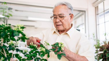 Asyalı kıdemli bir adam, yaprakları budama makası ile budayarak bitkileriyle ilgileniyor ve ev bahçesinde iyi bitki formları yaratıyor..