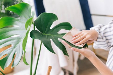 Yakın plan genç kadınların elleri evin yapraklarını ovuşturup temizliyor ve özenle Monstera Deliciosa ekiyor. Canavar aşığı evde. Bitki bakımı kavramı.