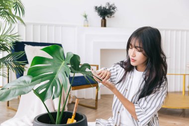 Genç Asyalı kadınların elleri evin yapraklarındaki tozu temizler ve temizler. Monstera Deliciosa özenle. Canavar aşığı evde. Bitki bakımı kavramı.