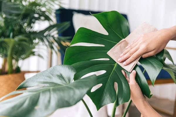 Close Young Women Hands Rub Wipe Dust Leaves Houseplant Monstera — Fotografia de Stock