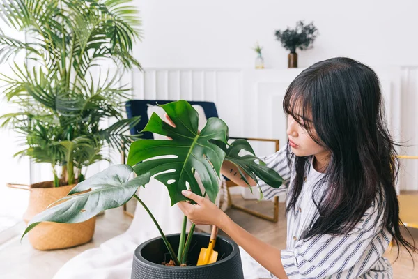 Young Asian Women Hands Gently Touch Leaves Houseplant Monstera Deliciosa — Stockfoto