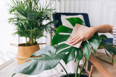 Yakın plan genç kadınların elleri Monstera Deliciosa bitkisinin yapraklarını özenle ovalayıp tozunu alıyor. Ev bahçesindeki canavar aşığı. Bitki bakımı kavramı.