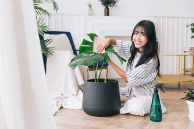 Genç Asyalı kadınlar kameraya bakar ve gülümser. Elleri, Monstera Deliciosa 'nın yapraklarının tozunu dikkatlice ovar ve silerler. Ev bahçesindeki canavar aşığı. Bitki bakımı kavramı.