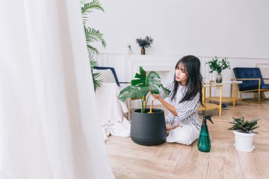 Genç Asyalı kadınların elleri, ev bitkisi Monstera Deliciosa 'nın yaprak hasarını dikkatle kontrol ediyor. Ev bahçesindeki canavar aşığı. Bitki bakımı kavramı.
