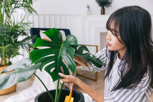 Close Mãos Mulheres Jovens Verificar Danos Folha Planta Sala Monstera — Fotografia de Stock