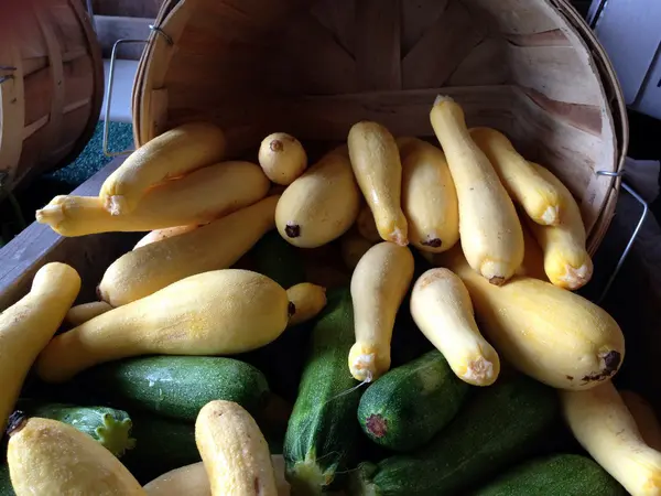 Calabazas . — Foto de Stock