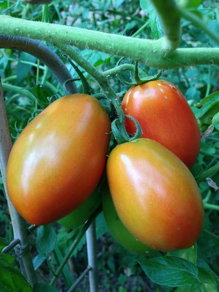 Tomates, verduras . — Foto de Stock