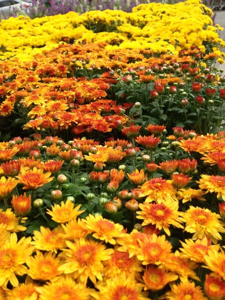 Jardín de flores. Diseño exterior con flores . — Foto de Stock