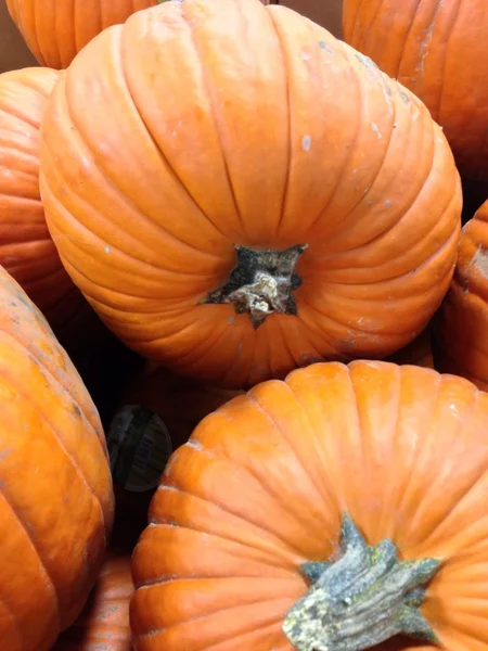 Calabazas. — Foto de Stock