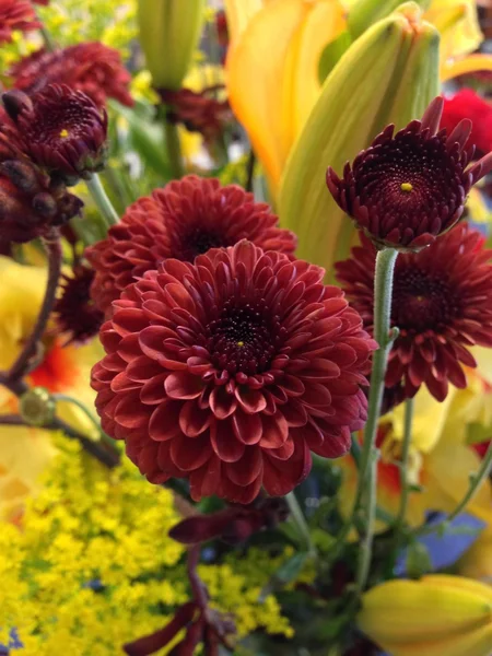 Sonbahar renk, çiçekler ve dekorasyon için kabak. — Stok fotoğraf