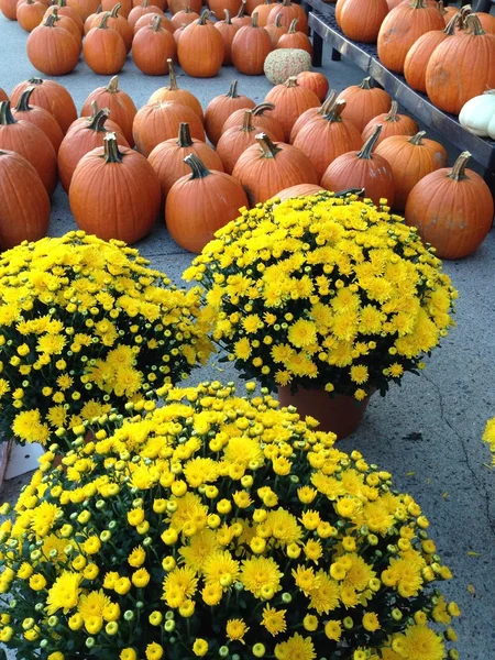 Couleur automne, fleurs et citrouille pour la décoration . — Photo