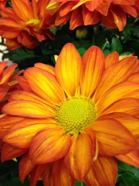 Vallen kleur, bloemen, decoratie. — Stok fotoğraf