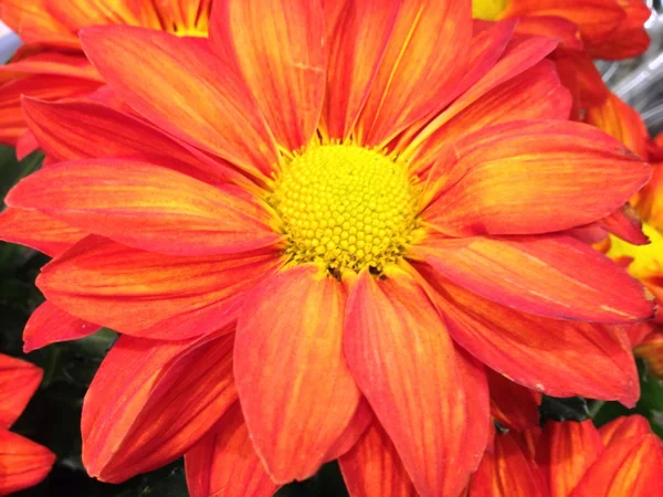 Herbstfarbe, Blumen, Dekoration. — Stockfoto