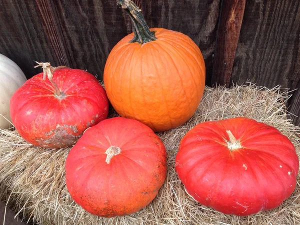 Citrouilles. — Photo