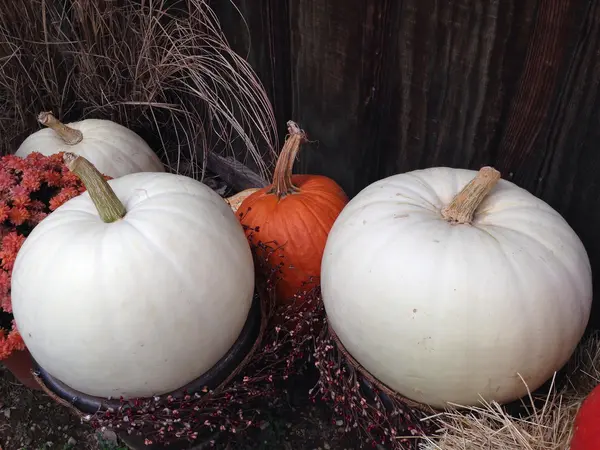 Citrouilles. — Photo