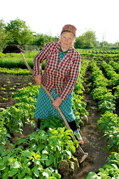 Woman shoots potato spud — Stock Photo, Image