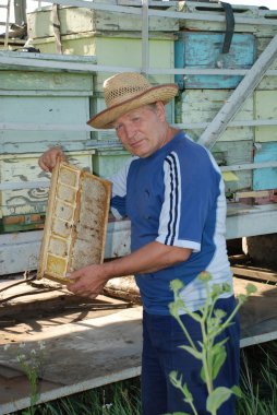 pasechnik bal arı çerçeve ile